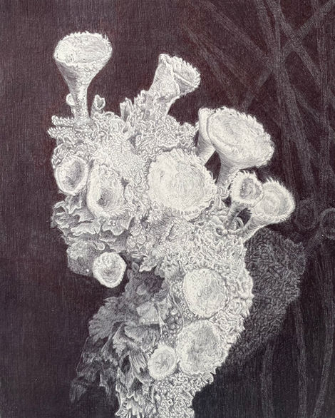 cabinet de curiosité, herbier contemporain, dessin contemporain stylo-bille, bic, beauté du vivant, du banal