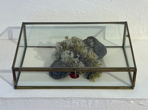 Série des "Petits trésors" Vue de l'exposition à la galerie Mariton, dessins au bic et récoltes de lichens, mousses et champignons présentés dans des boites à bijoux en verre
