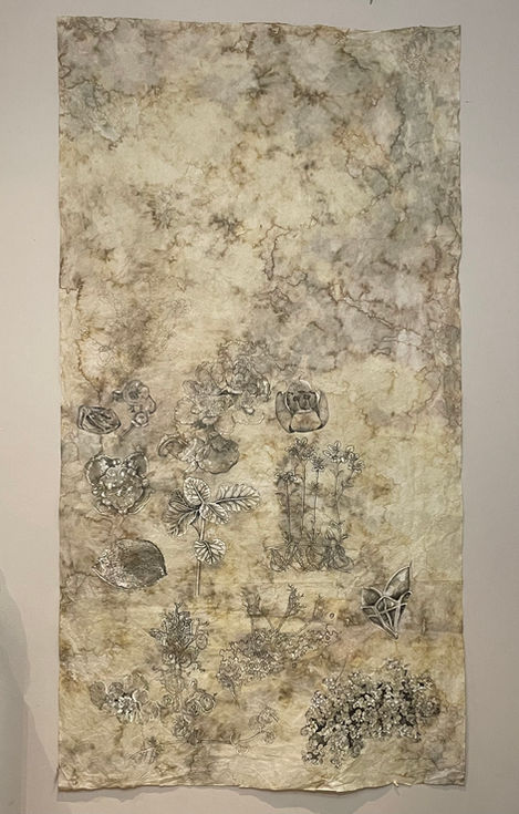 représentation de la plante sous toutes ses formes, feuilles, fleurs, racines, boutons, microscopies, pollens, herbier, illustration, art et science