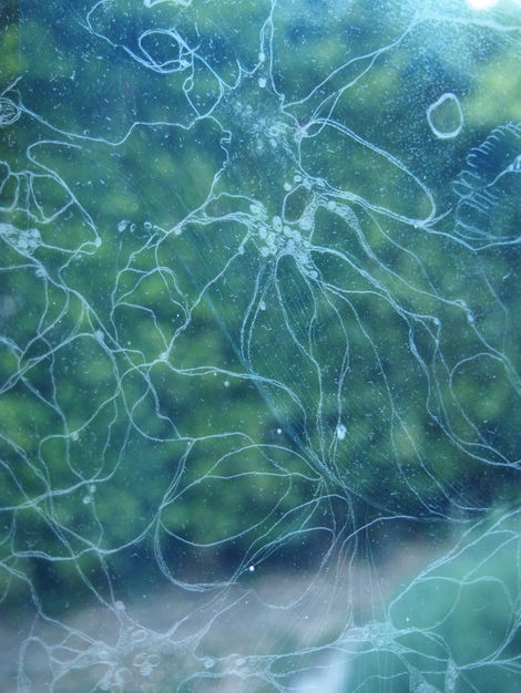 view of the exhibition
outside
reflection of the landscape, the garden, engraving