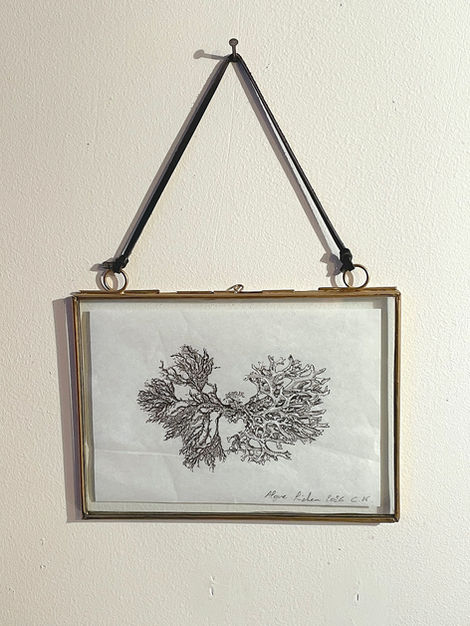 dessin stylo bille, bic, entre deux verre, algue et lichen, herbier, représentation de la beauté du banal et de l'insignifiant