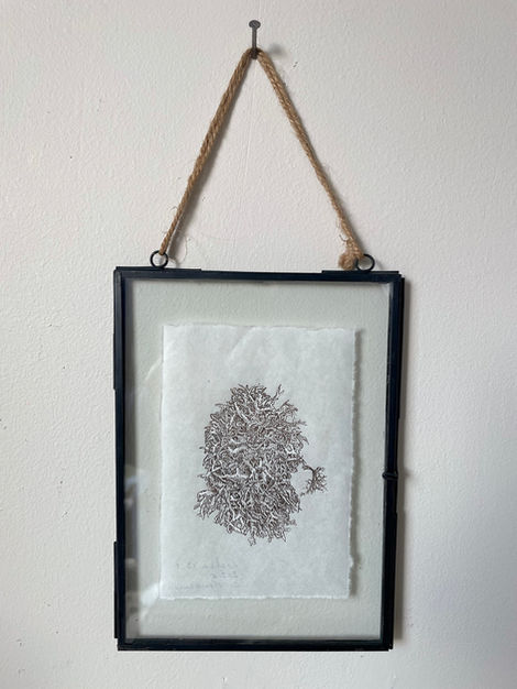 dessins de lichen, dessin au bic, stylo-bille, herbier contemporain, cabinet de curiosité
