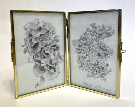 cora lobaria pulmonaria, diptyque, 2026, stilo bille sur papier wenzhou, 2 x 15 x10 cm. petit format encadré. dessin d'observation de lichens rares