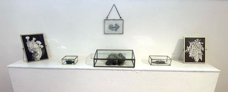 Série des "Petits trésors" Vue de l'exposition à la galerie Mariton, dessins au bic et récoltes de lichens, mousses et champignons présentés dans des boites à bijoux en verre