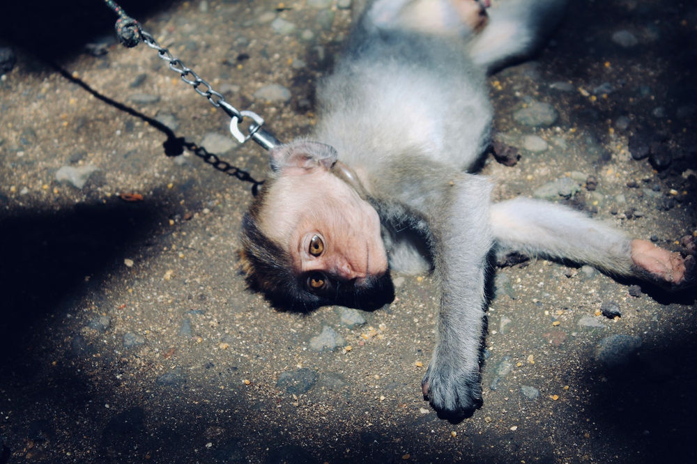 Animal Abuse In Developing Countries animal-abuse-in-developing-countries