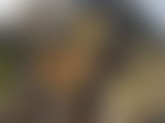 💍 Dalla Virginia al cuore di Ischia: sulla vetta del Monte Epomeo