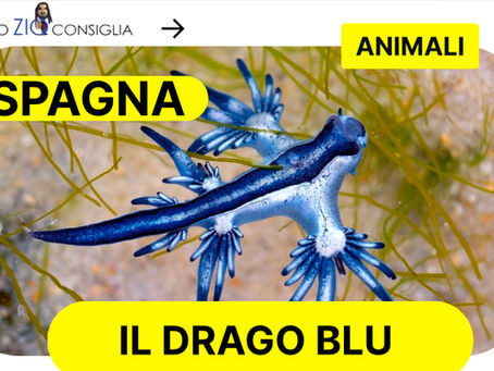 Animali Cosa sono i draghi blu? E stanno davvero invadendo la Spagna?