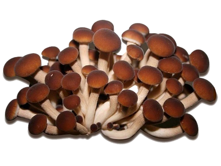 Pioppini... dal ceppo alla cucina.