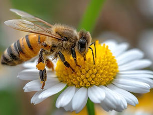 Beekeeping Fundamentals: Your Guide to Honey Production