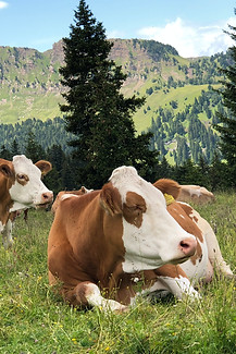 LIVESTOCK.jpg