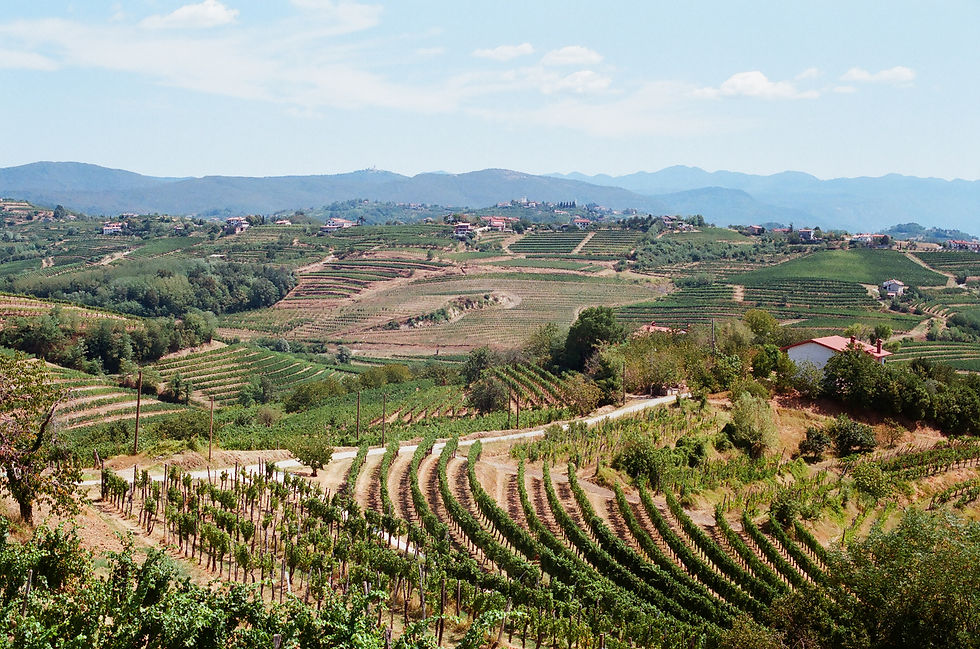 Goriška_Brda_(7933202414).jpg