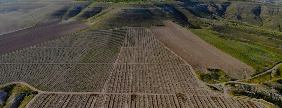 Organic vineyards of Vinolus winery in Kayseri. Photo by Vinolus winery