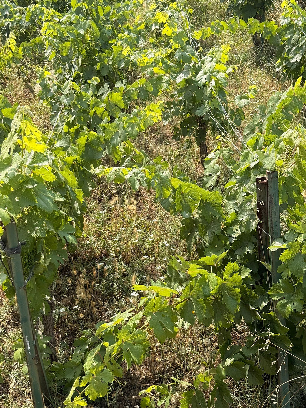 Narince vineyard. Photo by Likya Winery