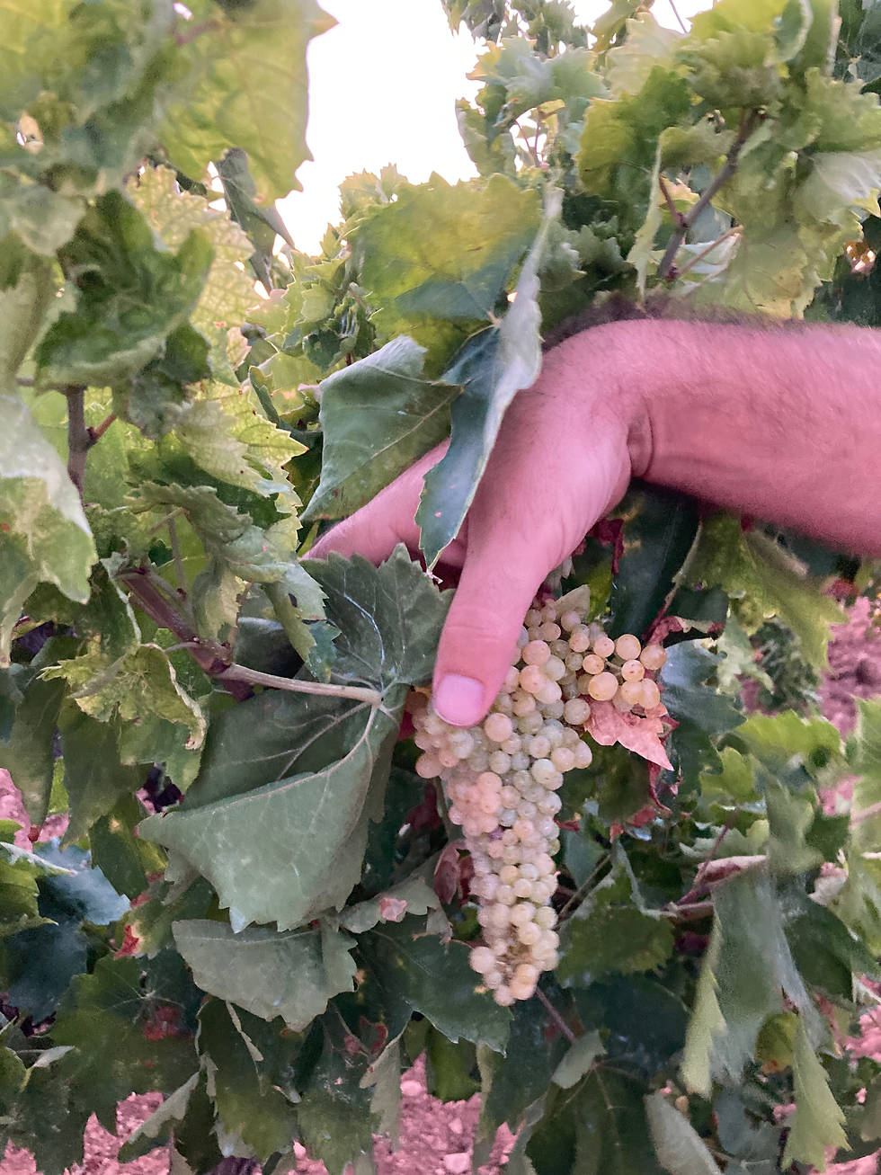 Dry-farmed old vines of Sultana showed their real self: a bunch of really tiny and healthy berries, Photo by Heraki