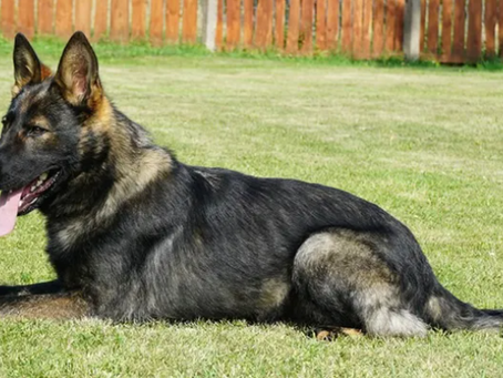 Isanti County Sheriff's Office mourns loss of K9 Karma