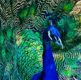 Peacock/ Petting Zoo