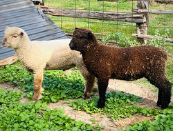 Southdown Sheep