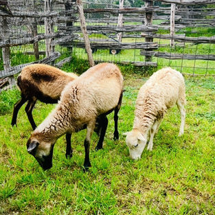 Petting Zoo sheep/ Petting zoo/ Petting zoo party