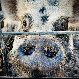 Petting Zoo/ Pig/ Petting zoo party