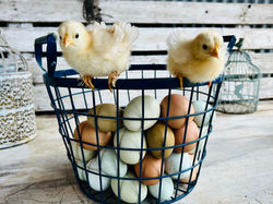 Chicks petting zoo