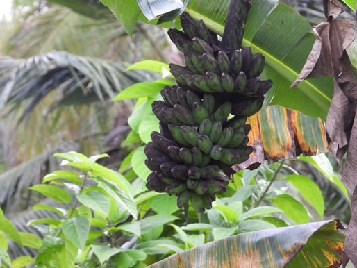 Malang Pisang Membusuk di Batang