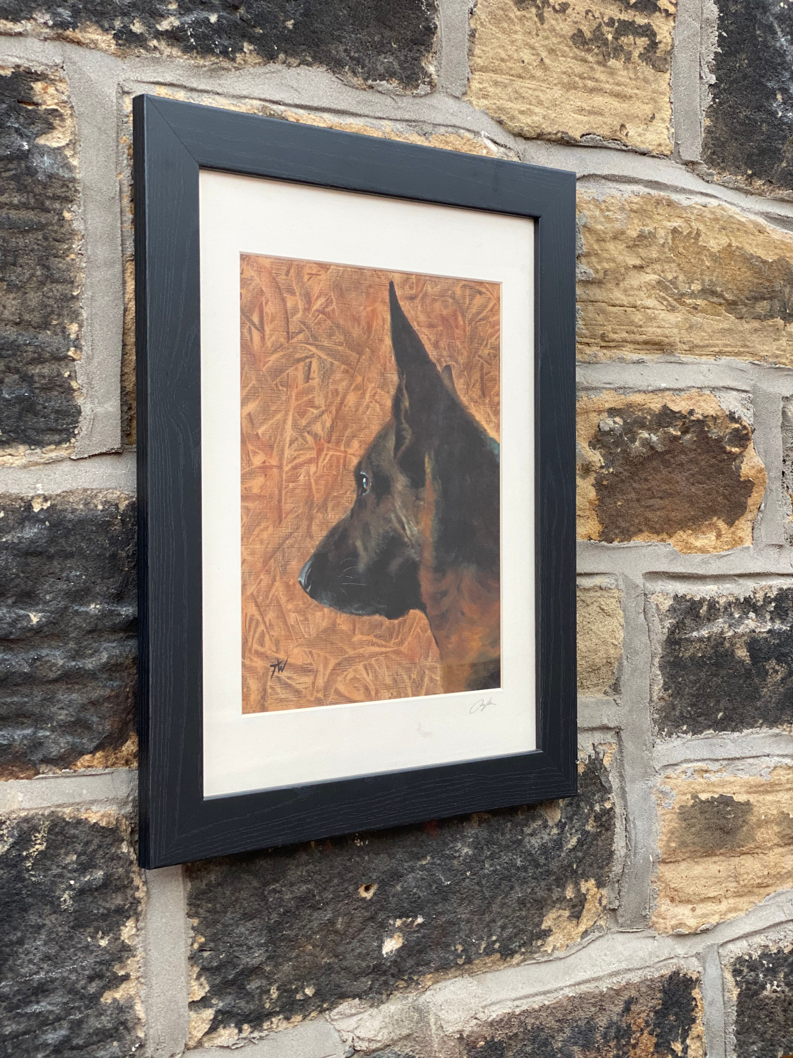 Framed print of German Shepherd