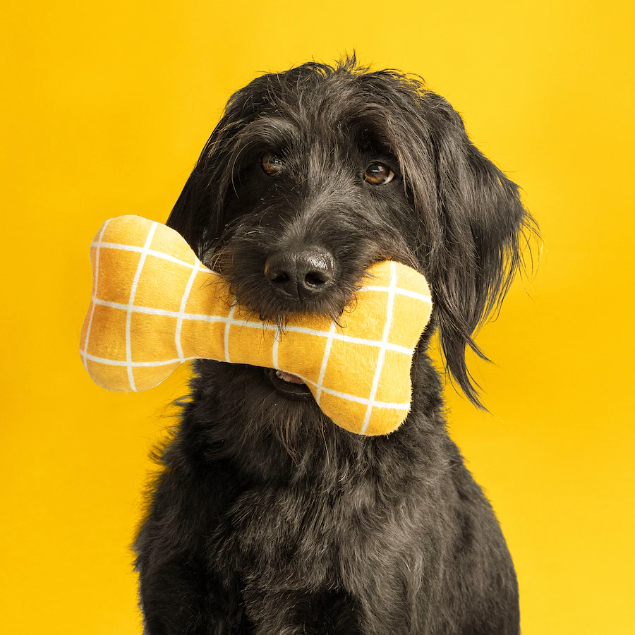 black dog holding yellow dog toy