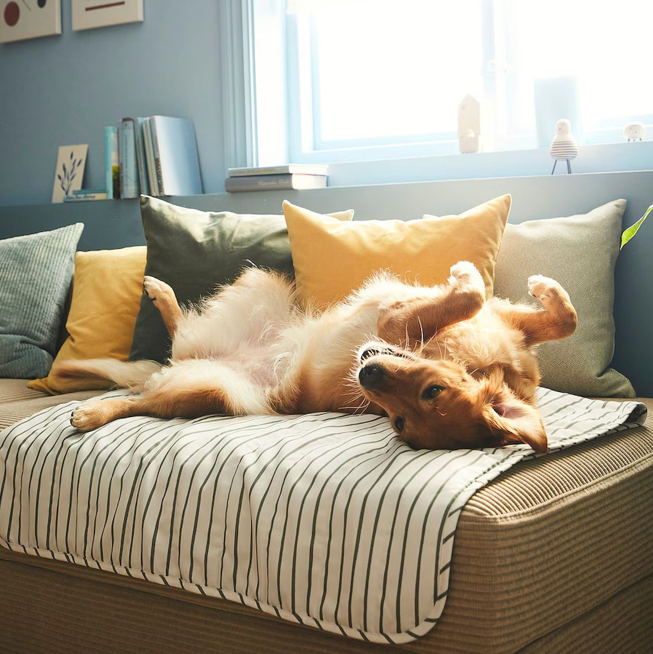 Dog Laying on Striped Pet Blanket