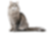 about-09.png