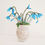 Miniature : Cyclamen