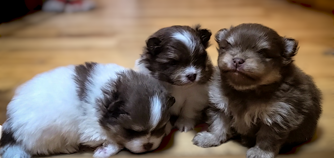 Lottie's puppies 2024 2.png