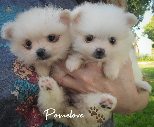 Chewie's puppies.jpg