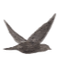 flying bird