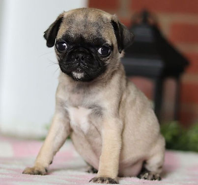 WhatsApp Image 2024-03-23 at 08.33.10 (1).jpeg