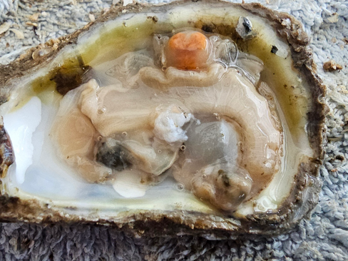 Pea crabs inside of a CrabPlace.com oyster