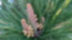 Male pine tree flower.
