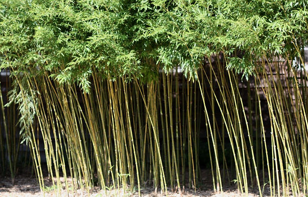Bamboo
