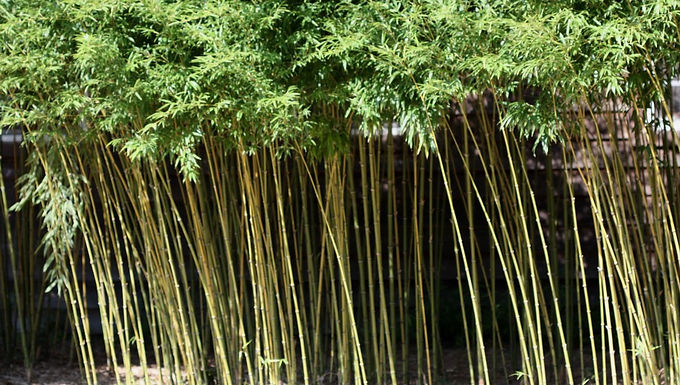 Bamboo