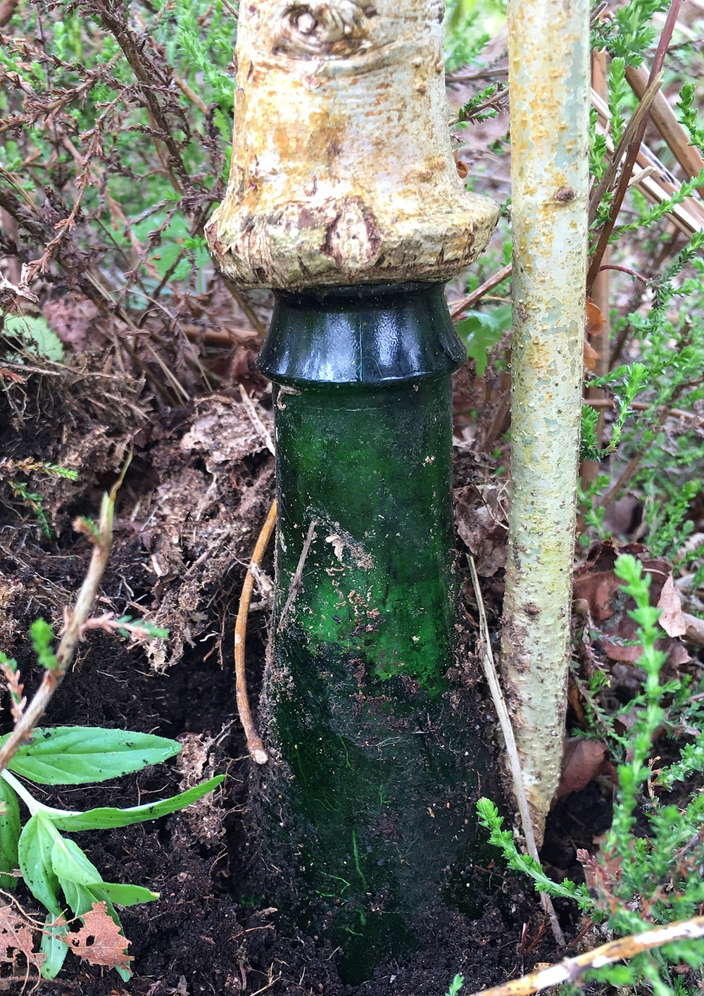 Oak sapling growing through plastic bottle