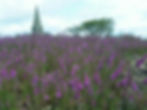 Same area as above in Spring 2007. Wildflowers are blooming.