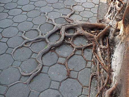 With Nature; rethinking environmentalism?