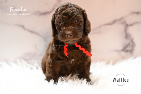 Waffles red 5 weeks.png