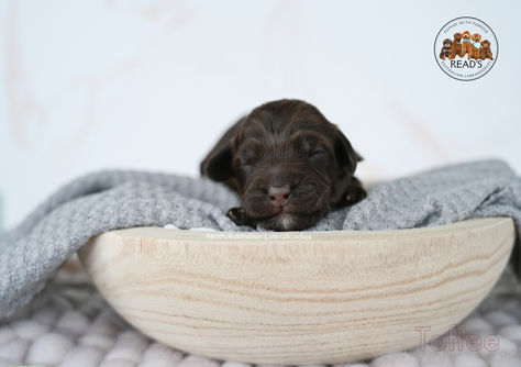 Toffee  Blue - 1 week .jpg