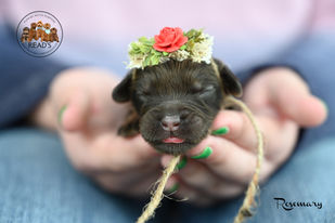 Rosemary-red 1 week-2.jpg