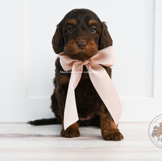 F. Mocha 5 weeks _-2.jpg