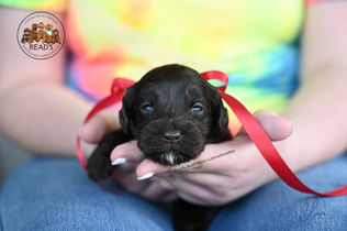 Clara 3 weeks final copy.jpg