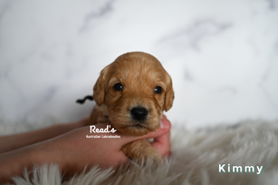 Kimmy black 3 weeks.png