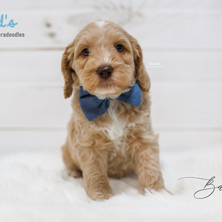 Bailey 6 weeks.png