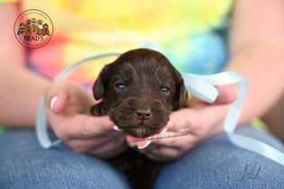 Bill 3 weeks final copy.jpg