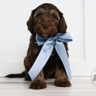 Orange Nougat  5 weeks _-2.jpg